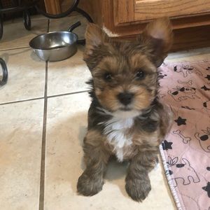 Meet your Posher, Diane